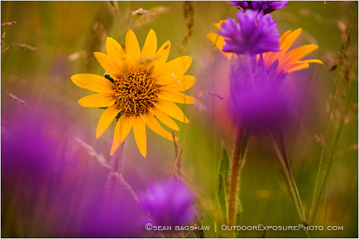 Print: Rite of Spring II