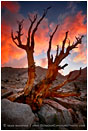 Print: Land of Fire