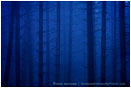 Rights Managed Stock Photo: Blue Velvet Forest