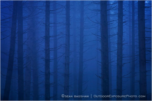 Print: Blue Velvet Forest