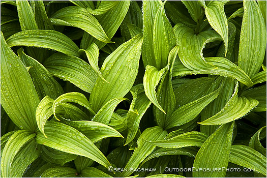 Rights Managed Stock Photo: Corn Lily Riot