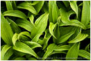 Rights Managed Stock Photo: Corn Lily Riot