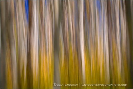 Aspen Impressions I Stock Image, Montana