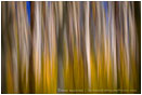 Rights Managed Stock Image: Aspen Impressions I