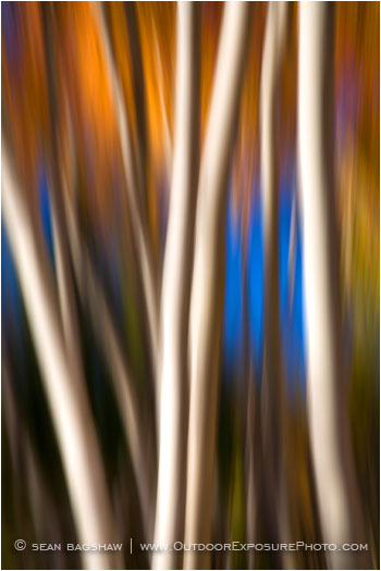 Aspen Impressions II Stock Image, Montana