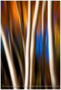 Rights Managed Stock Image: Aspen Impressions II