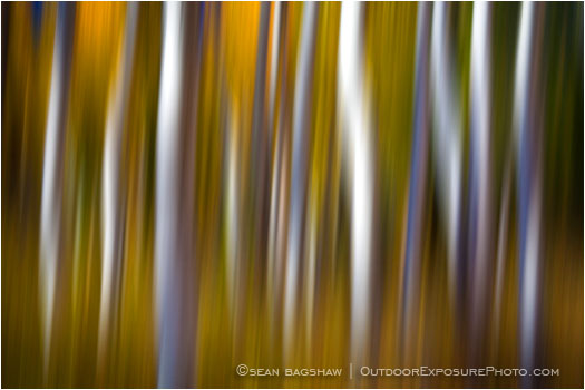 Aspen Impressions III Stock Image, Montana