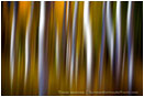 Rights Managed Stock Image: Aspen Impressions III
