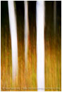 Rights Managed Stock Image: Aspen Impressions IV