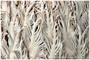 Rights Managed Stock Photo: Cycad Cone