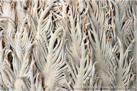 Print: Cycad Cone