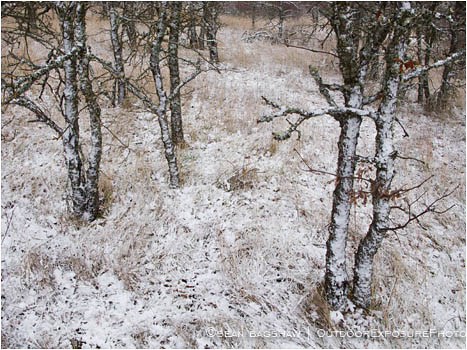 Oak Trees in Snow Stock Image,