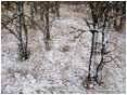 Oak Trees in Snow Stock Image,