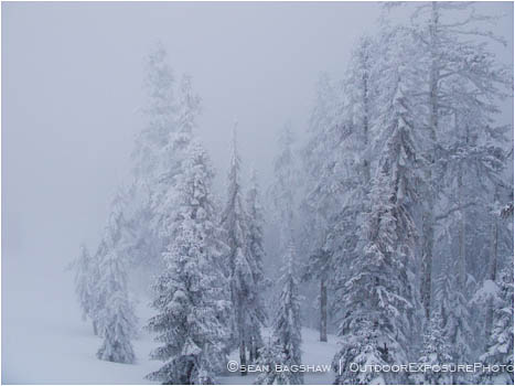 Royalty Free Stock Image: Trees in a Snow Storm