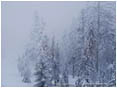 Royalty Free Stock Image: Trees in a Snow Storm