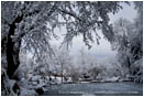 Royalty Free Stock Image: Lithia Park in Snow 1