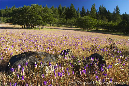Print: Summer Meadow