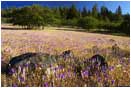 Print: Summer Meadow