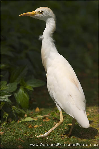 Royalty Free Stock Photo: Cattle Egret