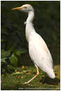 Royalty Free Stock Photo: Cattle Egret