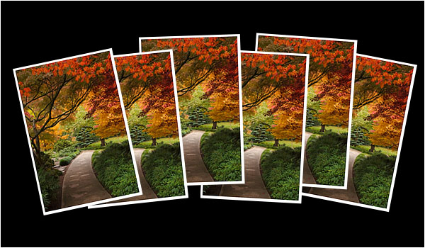 Greeting Cards: Tree Hall