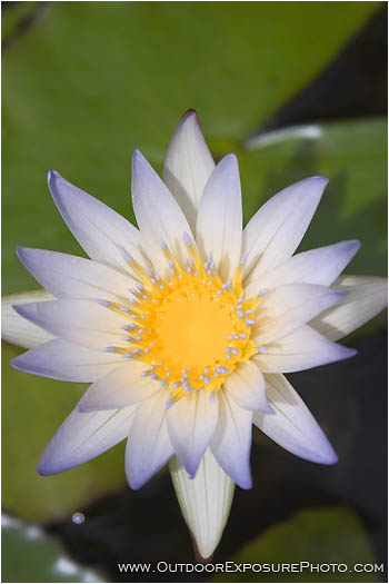 Rights Managed Stock Photo: Pond Lilly