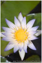 Rights Managed Stock Photo: Pond Lilly