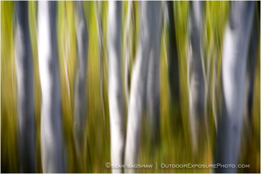 Dream Trees Stock Image, Aspen Grove in Montana