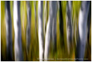Dream Trees Print, Aspen Grove in Montana