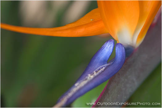 Bird Of Paradise Stock Image, Hawaii
