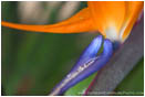 Royalty Free Stock Photo: Bird Of Paradise