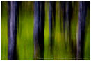 Griffin's Dream IV Print, Southern Oregon Oak Forest
