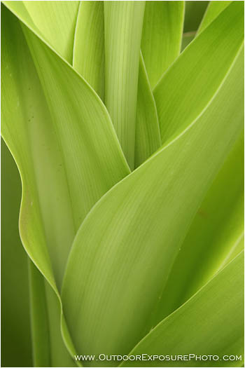 Rights Managed Stock Photo: Verde
