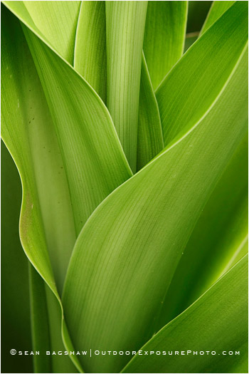 Print: Verde