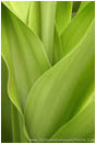 Print: Verde