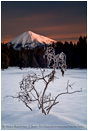 Frost Glow Stock Image, Mt. McLoughlin, Oregon