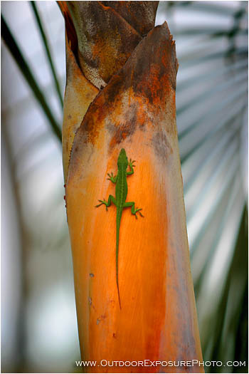 Rights Managed Stock Photo: Green Anole On Palm Trunk