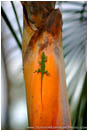 Print: Green Anole On Palm Trunk