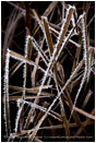 Frost Fringe Print