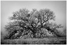 One Oak Stock Image