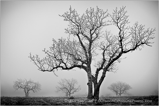 Someday Gray Print