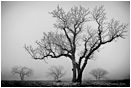Someday Gray Print