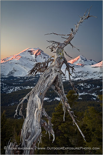 Cascade Snag Print, Three Sisters, Oregon