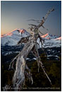 Cascade Snag Print, Three Sisters, Oregon