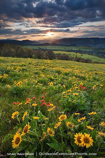 Rowena Hills Print, Columbia Gorge, Oregon