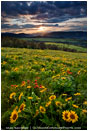 Rowena Hills Print, Columbia Gorge, Oregon