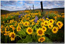 Dalles Mountain Flowers Print, Columbia Gorge, Washington
