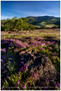 Perfect Spring Print, Ashland, Oregon
