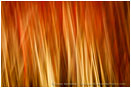 Wild Rose Fire Stock Image, Ashland, Oregon