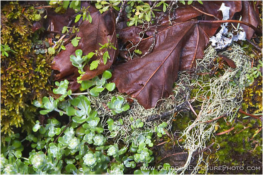Royalty Free Stock Photo: Forest Floor
